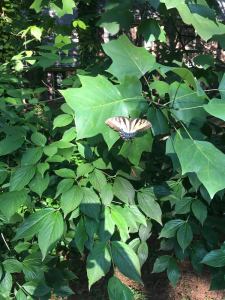 Transformation Time - Butterfly